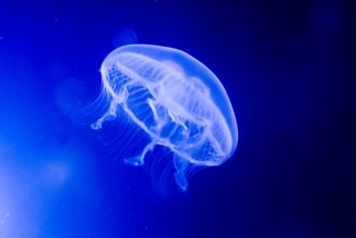  水母 